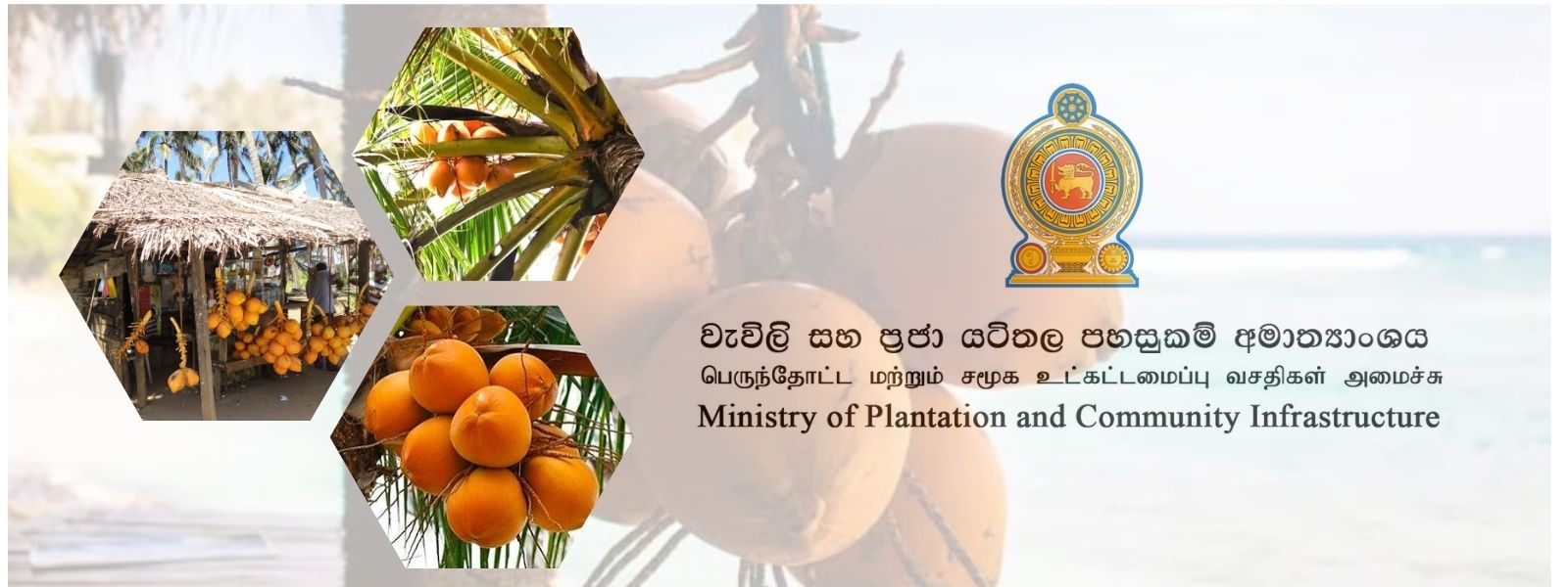 250 “Ceylon King Coconut Villages” Launched